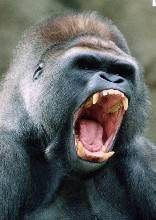 Description: Gorrilla